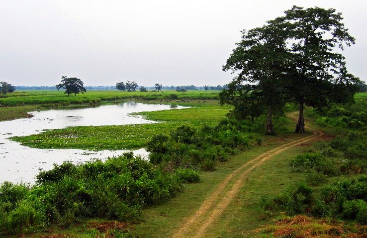 1. Kaziranga National Park